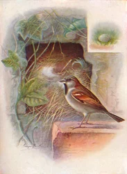 Huismus -- Passer domesticus, ca. 1910, 1910
