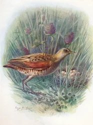 Kwartelkoning of Kwartelkoning - Crex pratensis, c1910, 1910