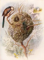 Staartmees - Acredula caudata, circa 1910, 1910