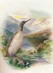 Roodkeelduiker - Colymbus septentrionalis, ca. 1910
