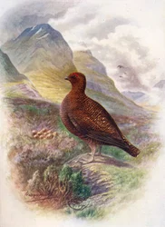 Schots sneeuwhoen - Lagopus scoticus, ca. 1910, 1910