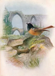 Gekraagde roodstaart - Ruticilla phoenicurus, ca. 1910, 1910
