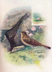 Rots-Pipit - Anthus obscurus, ca. 1910