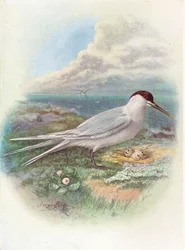 Grote stern - Sterna cantiaca, ca. 1910, 1910