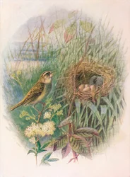 Rietzanger - Acrocephalus phragmitis, ca. 1910