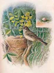 Grauwe Vliegenvanger - Muscicapa grisola, ca. 1910, 1910
