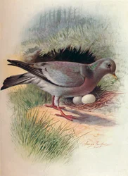 Holenduif - Columba oenas, ca. 1910, 1910