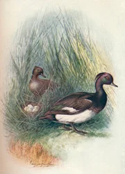 Kuifeend - Fuligula cristata