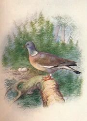 Houtduif of Ringduif - Columba palumbus, ca. 1910