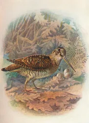 Houtsnip - Scolopax rusticula, ca. 1910