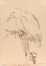 Zonder titel: Vogel met visskelet