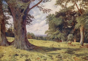 Een open plek in Windsor Great Park