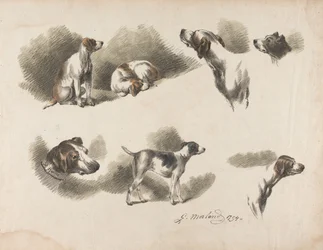 Dieren - Zeven studies van een jachthond op één blad. "Jno. Harris" op de halsband van de jachthond linksonder
