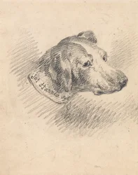 Hoofd van een hond