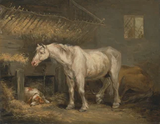 Oude paarden met een hond in een stal