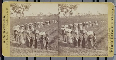 Terugkeer van de katoenvelden in South Carolina