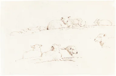 Studies van Schapen in de Weide