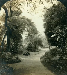Pad in het Queens Park, Brisbane, Australië, ca. 1909