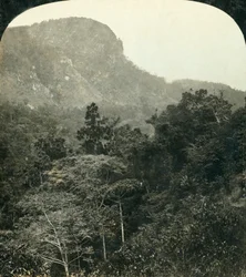 Tropische vegetatie in de Barron River Gorge, Cairns, Queensland, Australië, ca. 1909