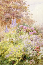 Anthemis, Klaprozen en Ridderspoor