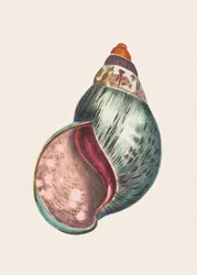 Agaatbulla