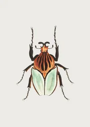 Chief Beetle