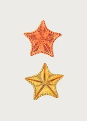 Gesneden Asterias