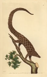 Vierteenpangolin, langstaartpangolin of zwartbuikpangolin, uit 