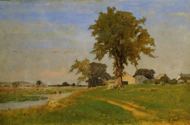 Oude iep in Medfield