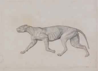 Een vergelijkende anatomische uiteenzetting van de structuur van het menselijk lichaam met dat van een tijger en een hoender:  Lichaam van een luipaard, zijaanzicht
