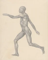 Een vergelijkende anatomische uiteenzetting van de structuur van het menselijk lichaam met dat van een tijger en een hoender: Menselijke figuur, zijaanzicht, na verwijdering van de huid en de onderliggende fasciale lagen (voltooide studie voor tabel XIII)