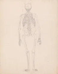 Een vergelijkende anatomische uiteenzetting van de structuur van het menselijk lichaam met dat van een tijger en een hoender: Menselijk skelet, achteraanzicht