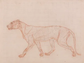 Een vergelijkende anatomische uiteenzetting van de structuur van het menselijk lichaam met dat van een tijger en een hoender:  Tijgerlichaam, zijaanzicht