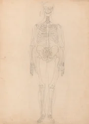 Een vergelijkende anatomische uiteenzetting van de structuur van het menselijk lichaam met dat van een tijger en een hoender: Menselijk skelet, vooraanzicht