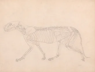 Een vergelijkende anatomische uiteenzetting van de structuur van het menselijk lichaam met dat van een tijger en een hoender: Tijgerlichaam, zijaanzicht