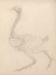 Een vergelijkende anatomische uiteenzetting van de structuur van het menselijk lichaam met dat van een tijger en een hoender: Hoenderlichaam, zijaanzicht (studie voor de sleutelfiguur bij tabel XV)