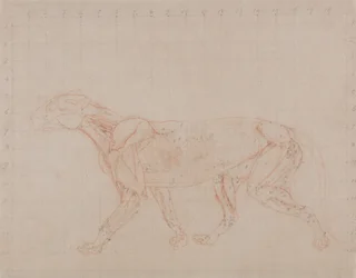 Een vergelijkende anatomische uiteenzetting van de structuur van het menselijk lichaam met dat van een tijger en een hoender:  Tiger Body, Lateral View (Studie van de vierde fase van dissectie die de diepere spieren laat zien)