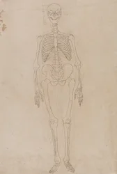 Een vergelijkende anatomische uiteenzetting van de structuur van het menselijk lichaam met dat van een tijger en een hoender: Menselijk skelet, vooraanzicht
