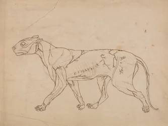 Een vergelijkende anatomische uiteenzetting van de structuur van het menselijk lichaam met dat van een tijger en een hoender:  Tiger Body, Lateral View (Overzichtsstudie van de oppervlaktespieren en hun bloedtoevoer, waarschijnlijk gemaakt voor een sleutel