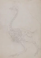 Een vergelijkende anatomische uiteenzetting van de structuur van het menselijk lichaam met dat van een tijger en een hoender:  Kippenskelet, zijaanzicht (schematische tekening)