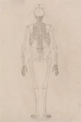 Een vergelijkende anatomische uiteenzetting van de structuur van het menselijk lichaam met dat van een tijger en een hoender: Menselijk skelet, achteraanzicht (met betrekking tot tabel II)