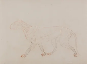 Een vergelijkende anatomische uiteenzetting van de structuur van het menselijk lichaam met dat van een tijger en een hoender: Tijgerlichaam, zijaanzicht (toont de derde fase in dissectie)
