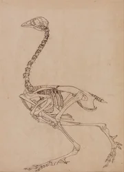 Een vergelijkende anatomische uiteenzetting van de structuur van het menselijk lichaam met dat van een tijger en een hoender:  Kippenskelet, zijaanzicht (studie voor de sleutelfiguur bij tabel V)