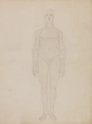 Een vergelijkende anatomische uiteenzetting van de structuur van het menselijk lichaam met dat van een tijger en een hoender: Studie van de Menselijke Figuur, Vooraanzicht (Waarschijnlijk gerelateerd aan Tabel XI)