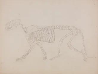 Een vergelijkende anatomische uiteenzetting van de structuur van het menselijk lichaam met dat van een tijger en een hoender: Tijgerskelet, zijaanzicht