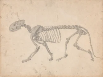 Een vergelijkende anatomische uiteenzetting van de structuur van het menselijk lichaam met dat van een tijger en een hoender: Tijgerskelet, zijaanzicht (voltooide studie voor tabel IV)