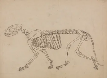 Een vergelijkende anatomische uiteenzetting van de structuur van het menselijk lichaam met dat van een tijger en een hoender: Tijgerskelet, zijaanzicht (studie voor de sleutelfiguur bij tabel IV)