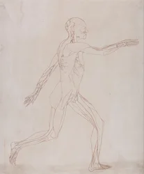 Een vergelijkende anatomische uiteenzetting van de structuur van het menselijk lichaam met dat van een tijger en een hoender: Figuur van de mens, zijaanzicht (voorbereid voor overbrenging naar de plaat van de sleutelfiguur bij tabel XIII)