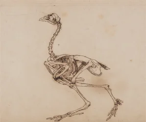 Een vergelijkende anatomische uiteenzetting van de structuur van het menselijk lichaam met dat van een tijger en een hoen:  Dorking Hen Skeleton, Lateral View (Waarschijnlijk voorbereid voor een ongepubliceerde sleutelfiguur)