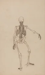 Een vergelijkende anatomische uiteenzetting van de structuur van het menselijk lichaam met dat van een tijger en een hoender: Menselijk skelet, achteraanzicht